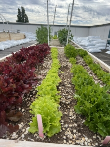 Lettuces growing in a garden bed