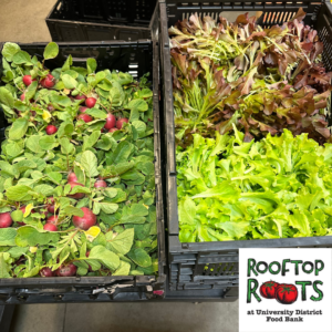 Radish and greens harvested